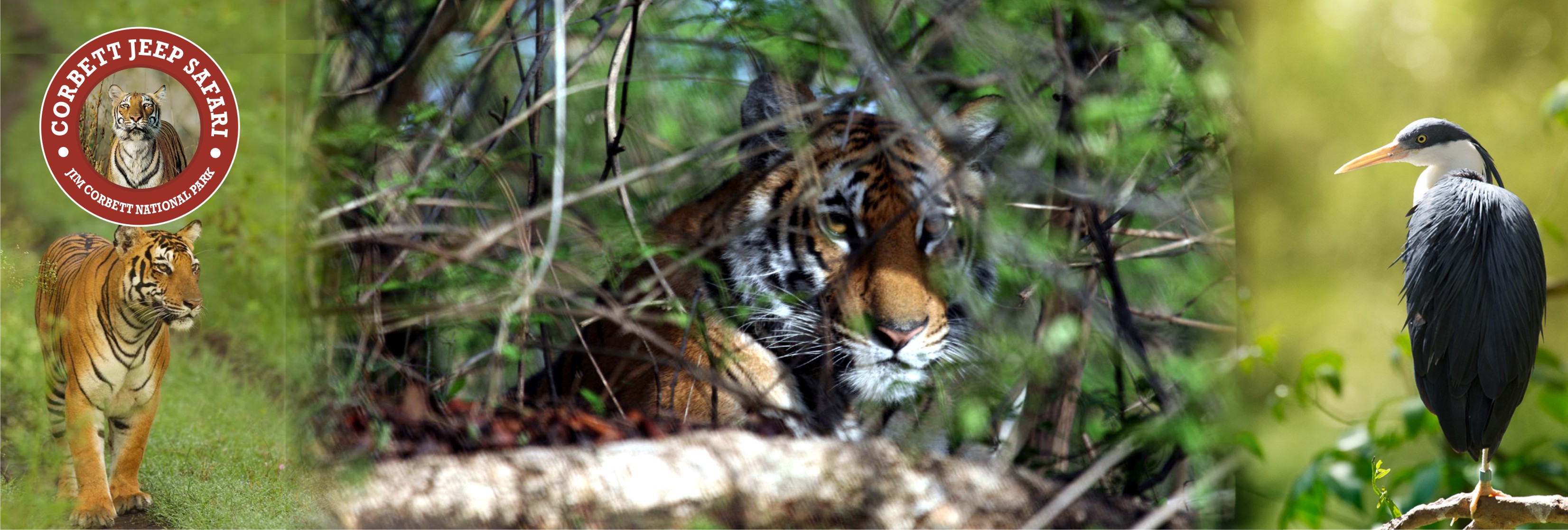 Best Season To Visit Jim Corbett
