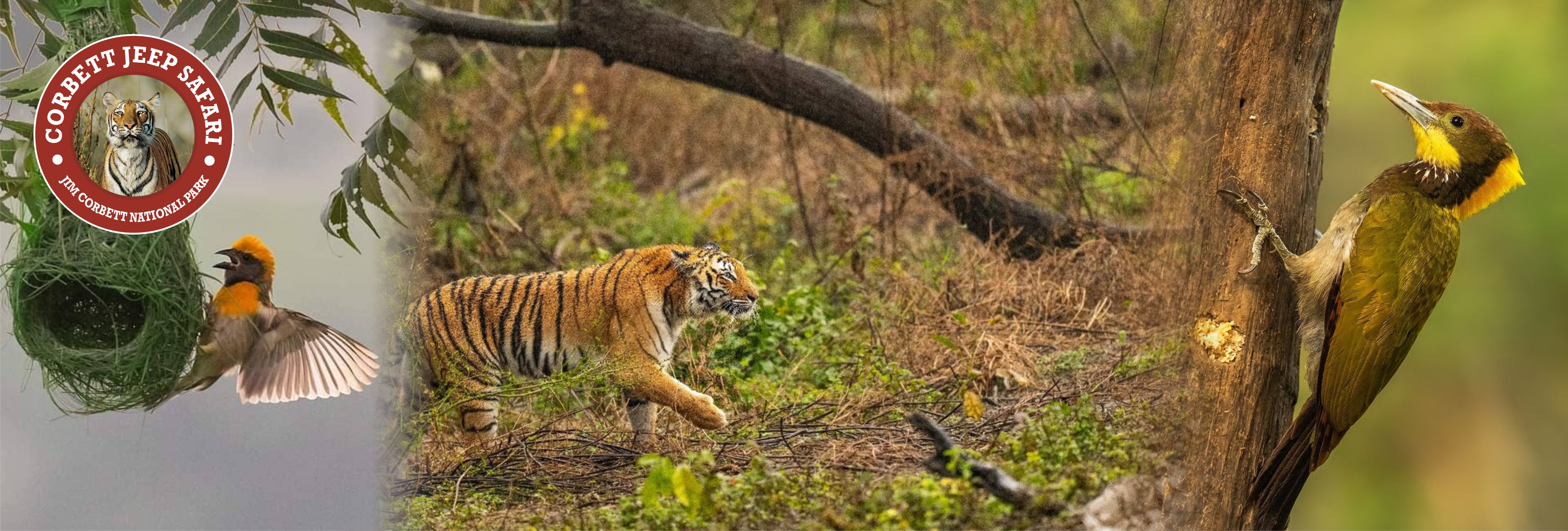 Corbett Tourist Zone