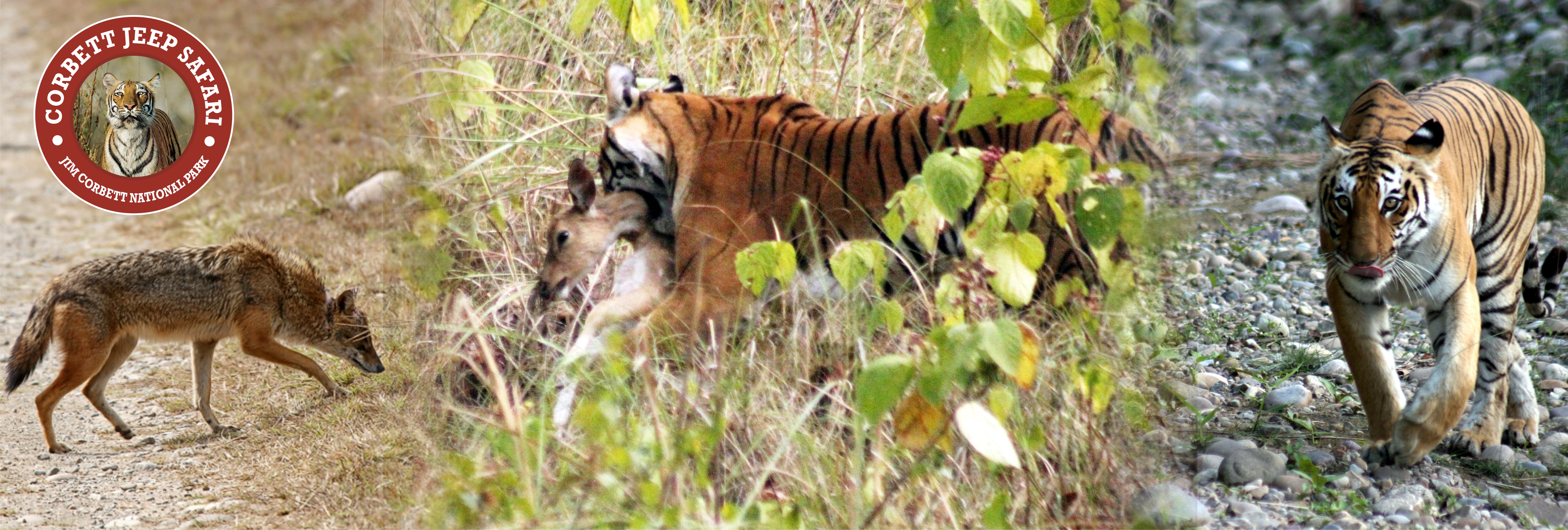 Jim Corbett Tour Packges