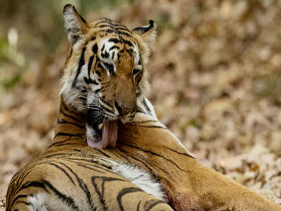 Corbett Tourist Zone