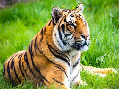 Durga Devi Safari Zone